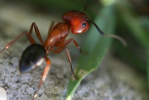 ant control ant removal