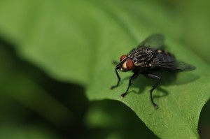 fly