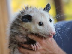 opossum opossum
