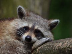 raccoon raccoon