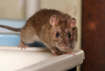 rodent control rodent removal athens ga