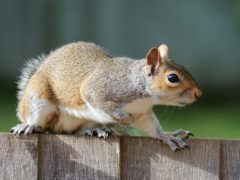 squirrel georgia squirrel on fence