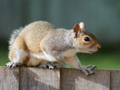 georgia squirrel on fence