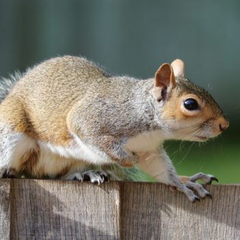 georgia squirrel on fence