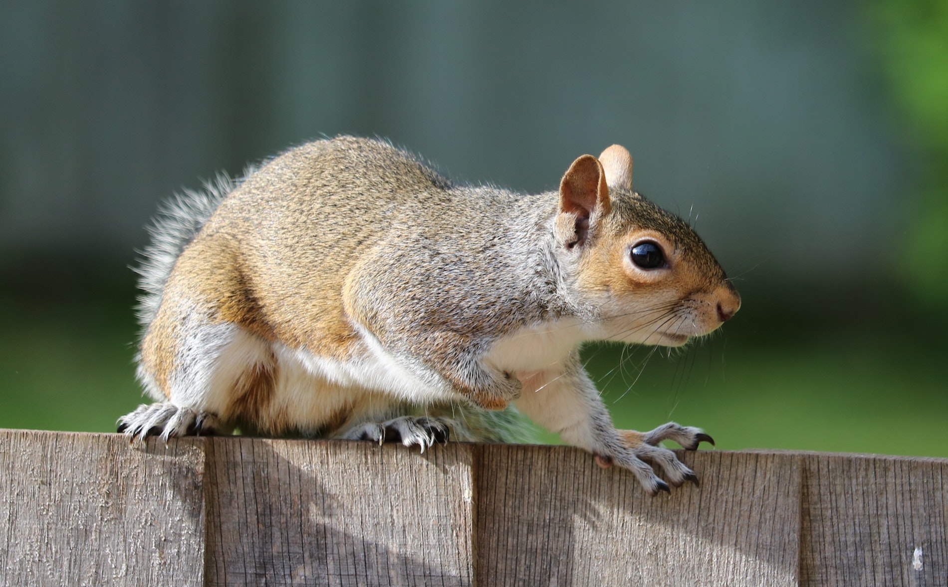 georgia squirrel on fence