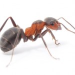 ant control ant removal