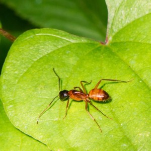 argentine ant removal