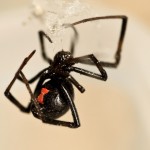 black widow spider removal