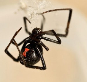 black widow spider removal