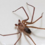 brown recluse spider removal