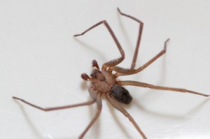 brown recluse spider removal