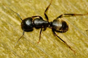 Carpenter Ant removal