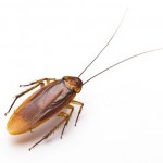 american cockroach