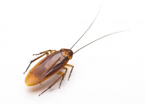 american cockroach