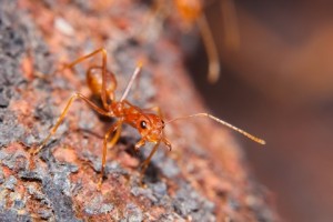 fire ant removal