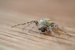 house spider removal