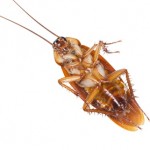 cockroach