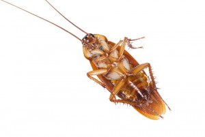 cockroach