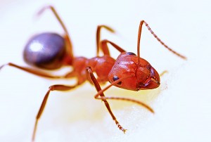 ant