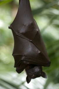 bat