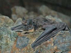 bats bats