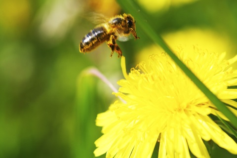 bees control bees removal