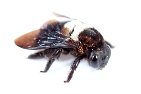carpenter bee removal