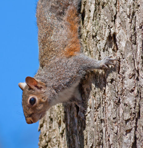 squirrel on a tree looking down in a wildlife control area