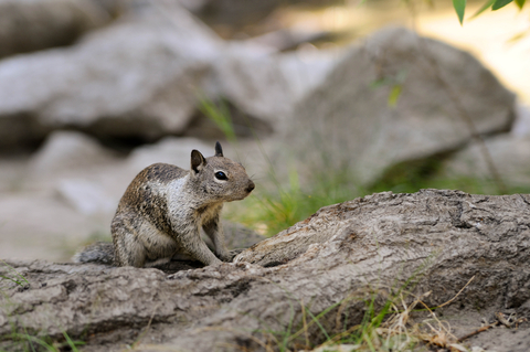 squirrel removal