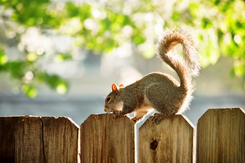 squirrel removal