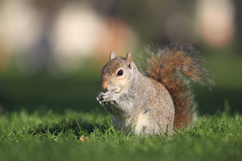 squirrel removal squirrel control