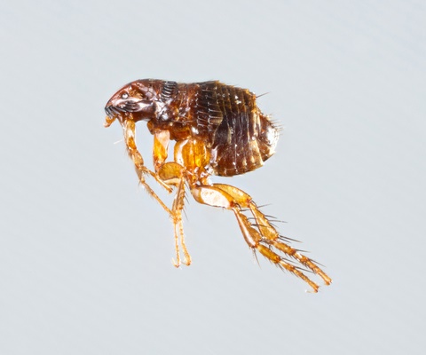 fleas control fleas removal