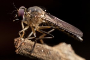 flies
