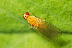 fruit fly