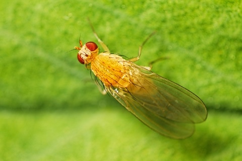 fruit fly removal