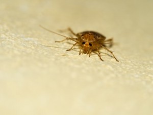 german cockroach