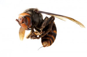 hornet