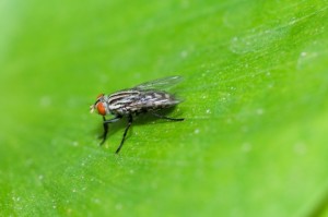 house fly