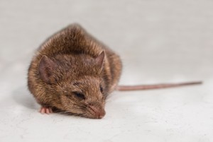 house mouse removal