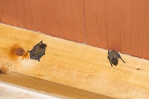 bat inside house