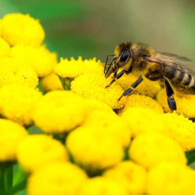 honey bee removal