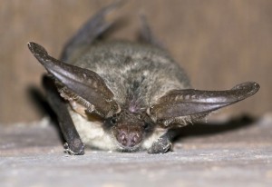bat in attic insulation