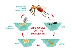 life cycle of a mosquito