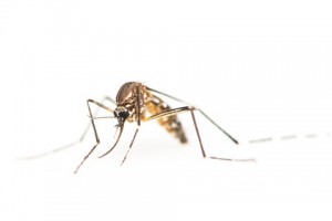 mosquitoes