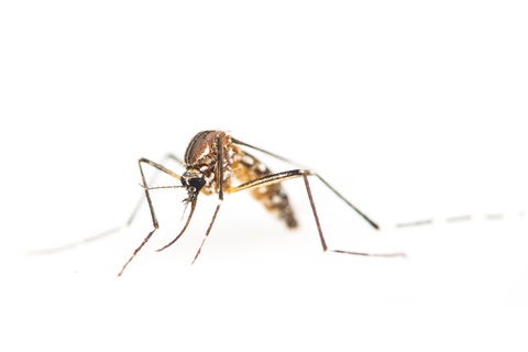 mosquito control mosquito removal
