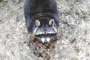 raccoon
