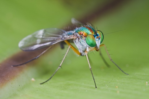 phorid fly removal