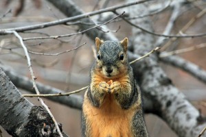 gray and orange squirrel eating nuts on a limb