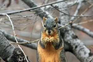 gray and orange squirrel eating nuts on a limb