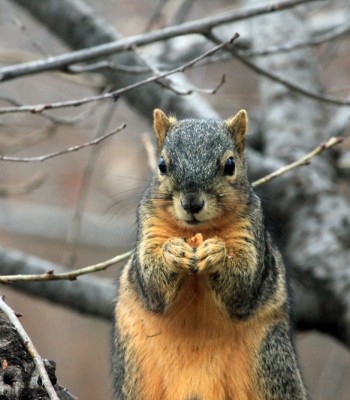 gray and orange squirrel eating nuts on a limb